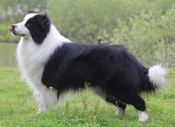 Border collie Lord