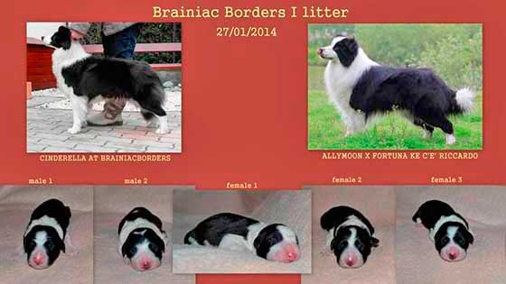 Brainiac-Borders-I-Litter