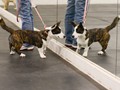 Puppy class (2)