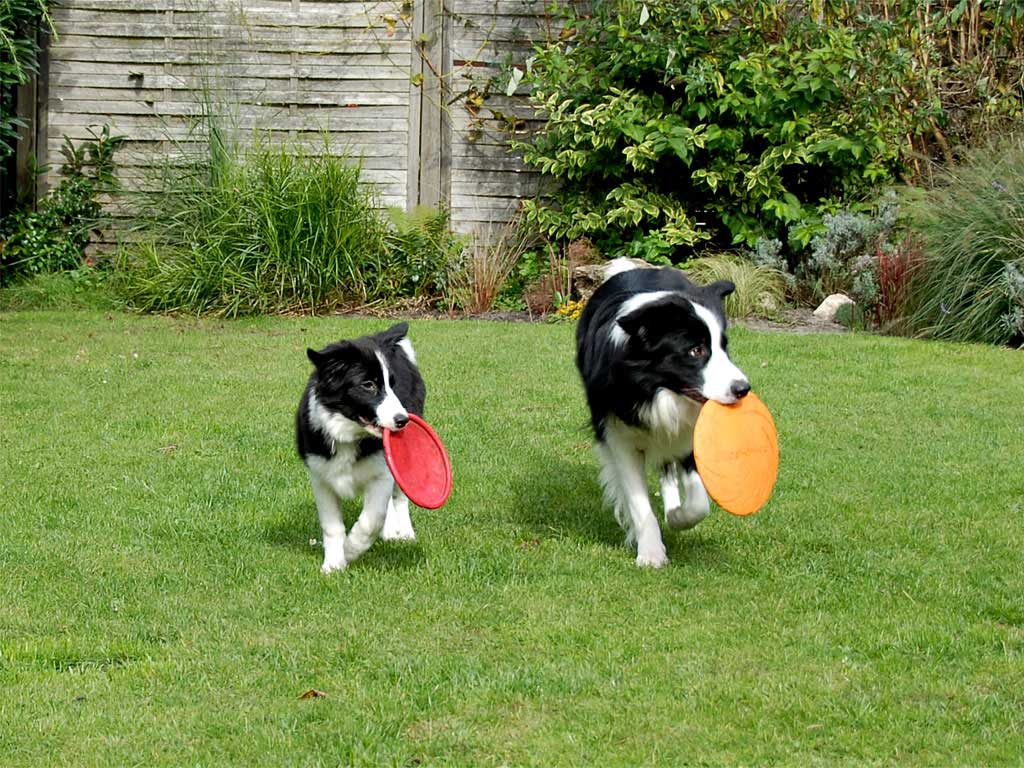 Pensione Amici del Cane Ranch