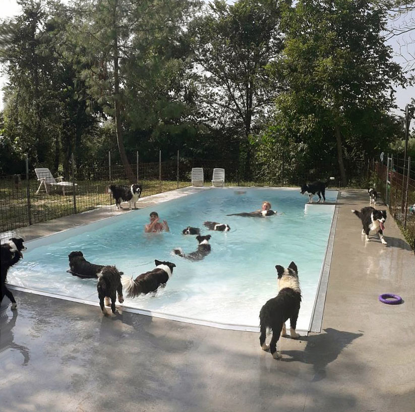 La piscina del Centro d'Allevamento Border Collie dei Rovi Fioriti