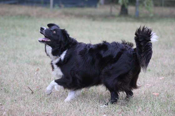 Border collie Brigitte