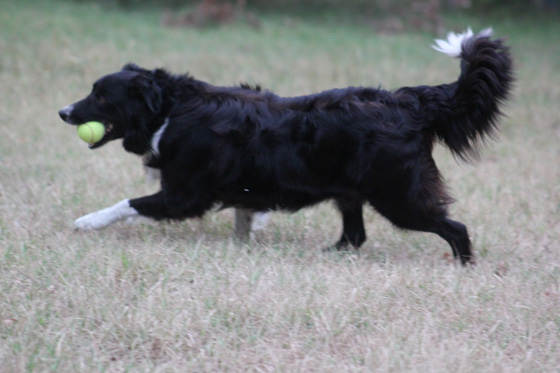 Allevamento_Border_Collie_chi_siamo