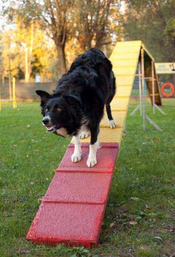 Allevamento_Border_Collie_chi_siamo