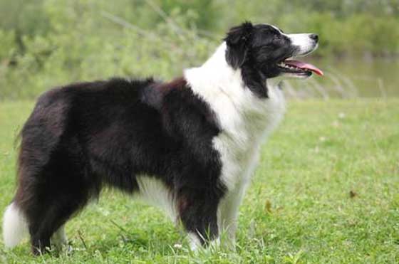 Border collie Crystal