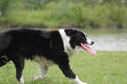 Allevamento_Border_Collie_chi_siamo