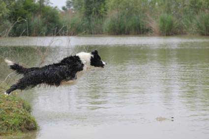 Allevamento_Border_Collie_chi_siamo