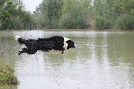 Allevamento_Border_Collie_chi_siamo