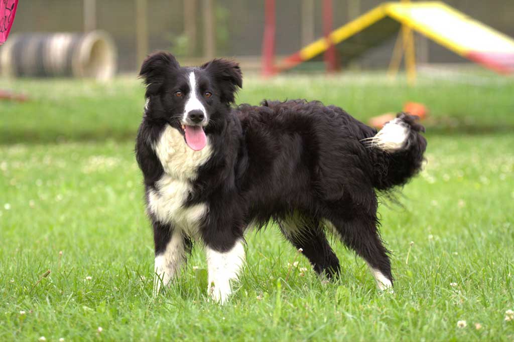 Border collie Brigitte