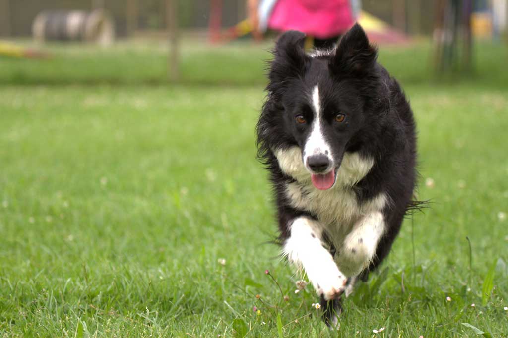 Allevamento_Border_Collie_Diva