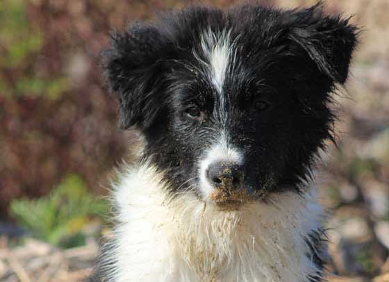 Border collie Daisy