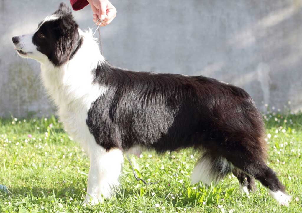 Border collie Jasmine