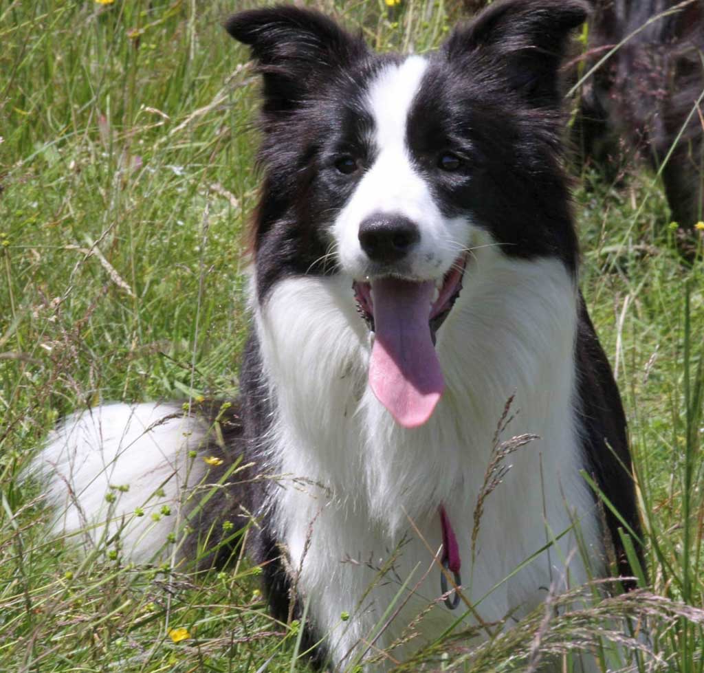 Allevamento_Border_Collie-Jasmine