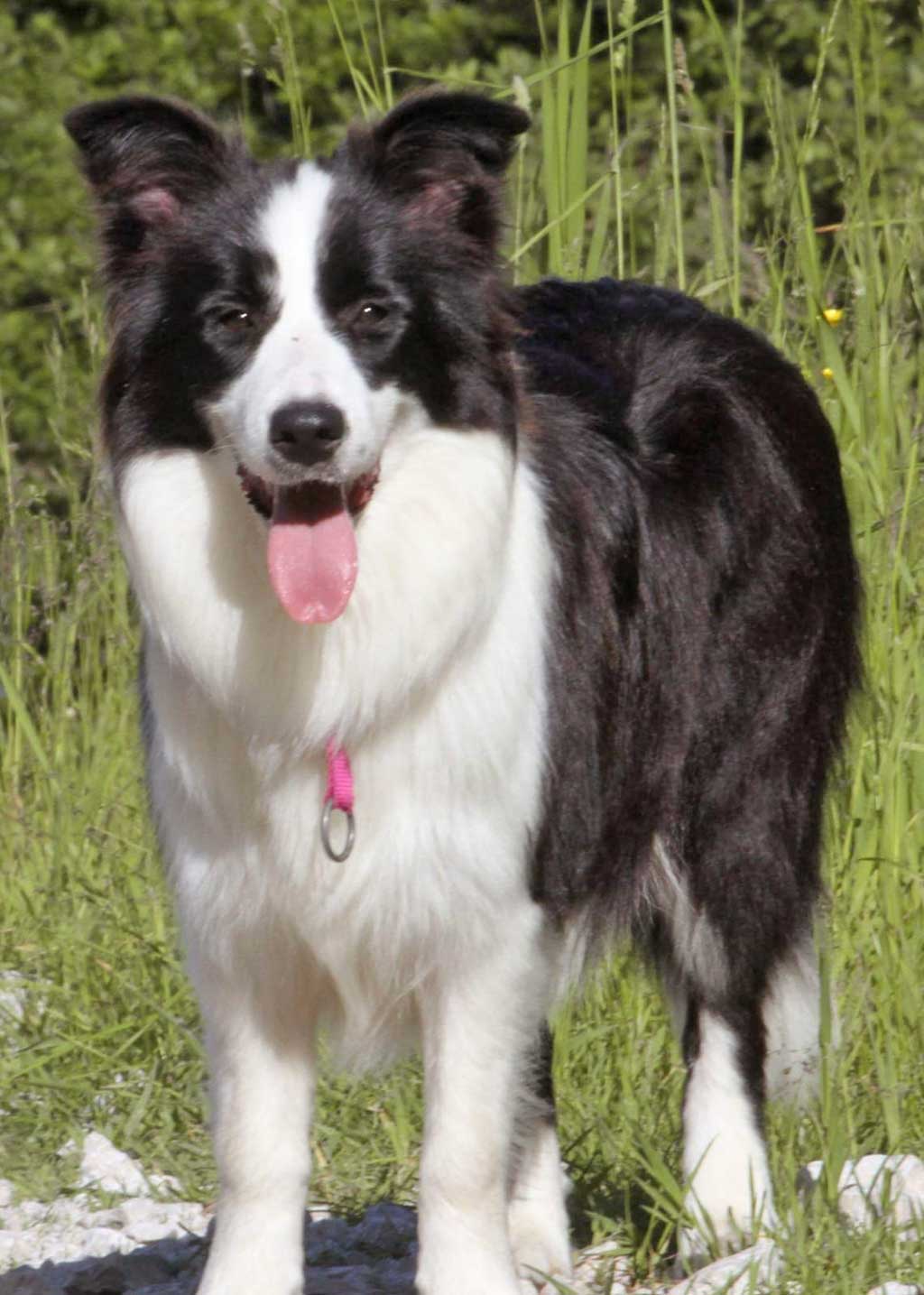 Allevamento_Border_Collie-Jasmine