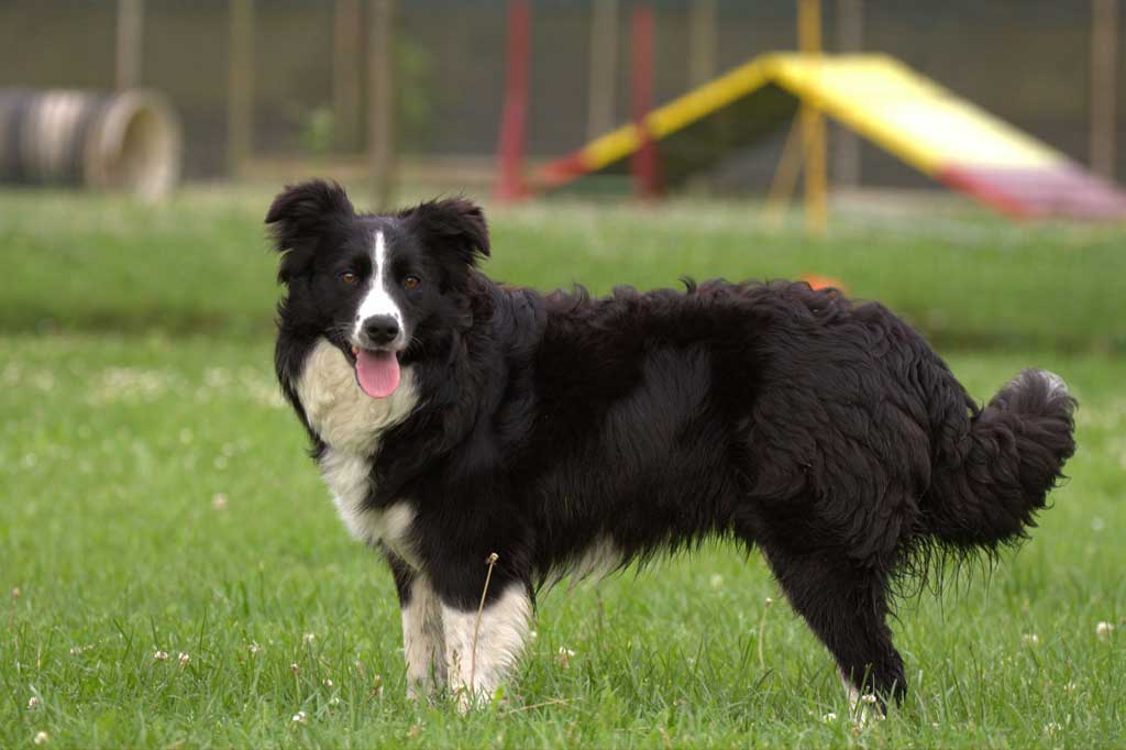 Border collie Keep