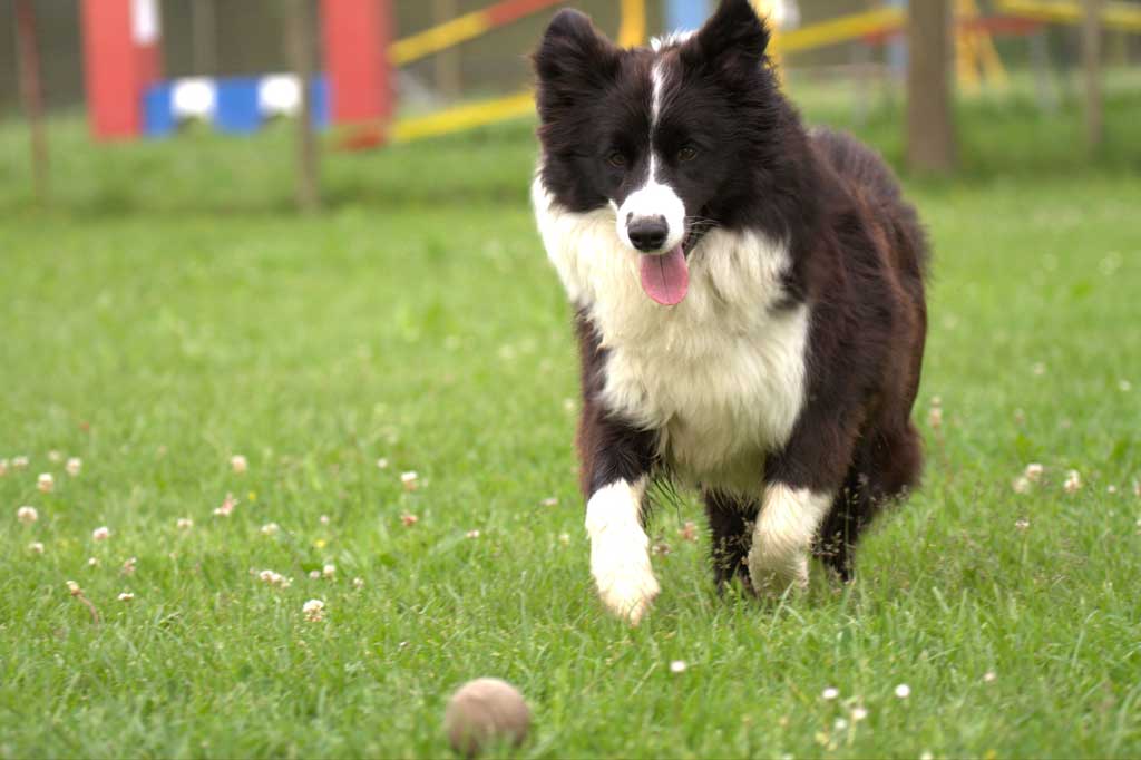 Allevamento_Border_Collie-Keep