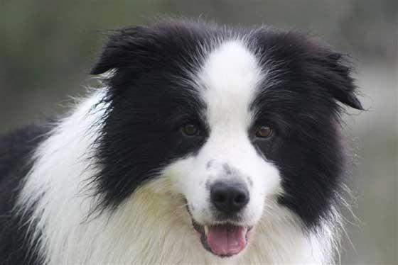 Allevamento_Border_Collie-Lord