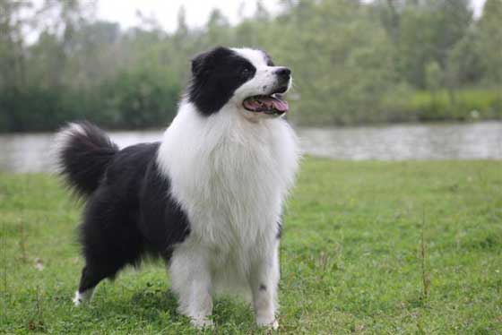 Allevamento_Border_Collie-Lord