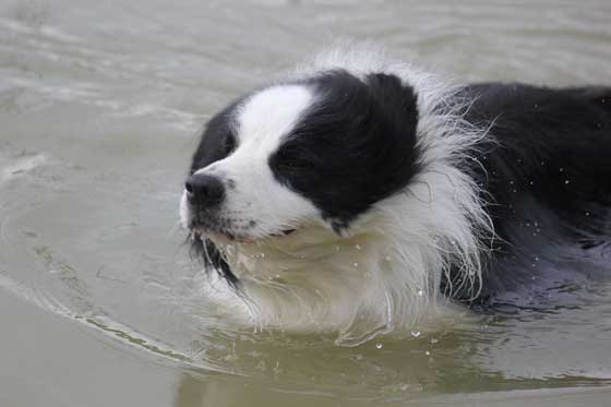 Border_collie_Daisy