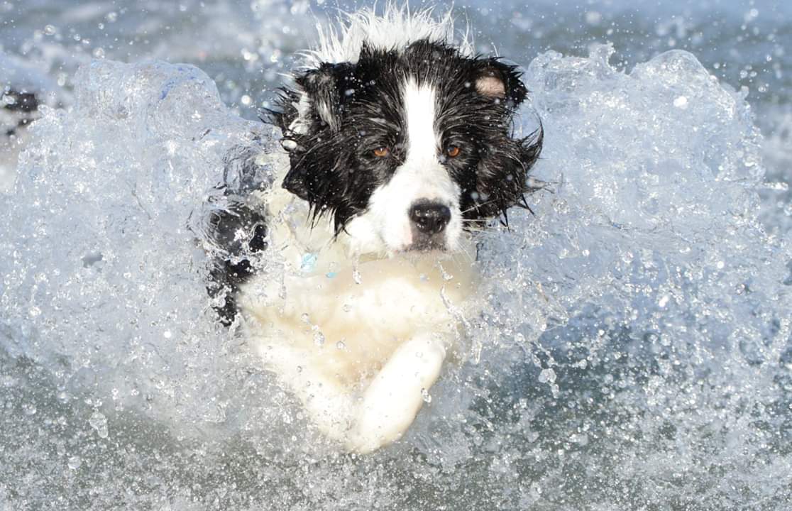 Border collie Magic