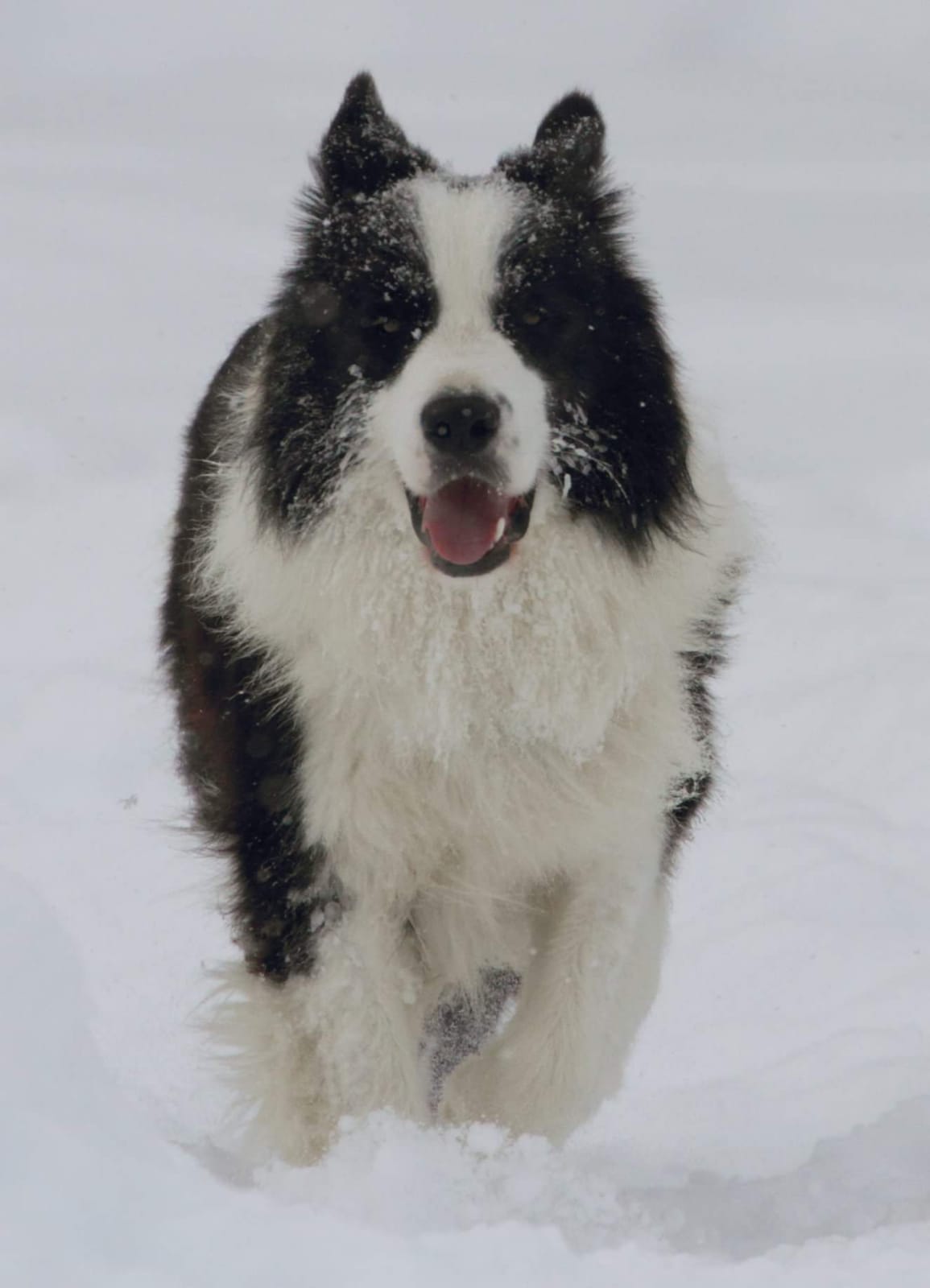 Allevamento_Border_Collie_Magic