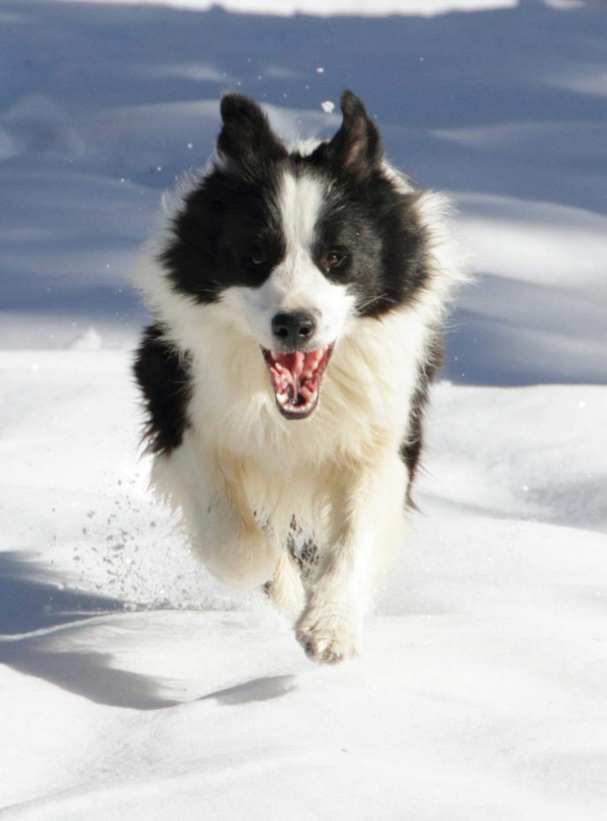 Allevamento_Border_Collie-Magic