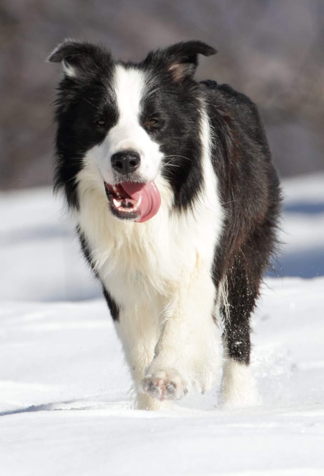 Allevamento_Border_Collie_Magic