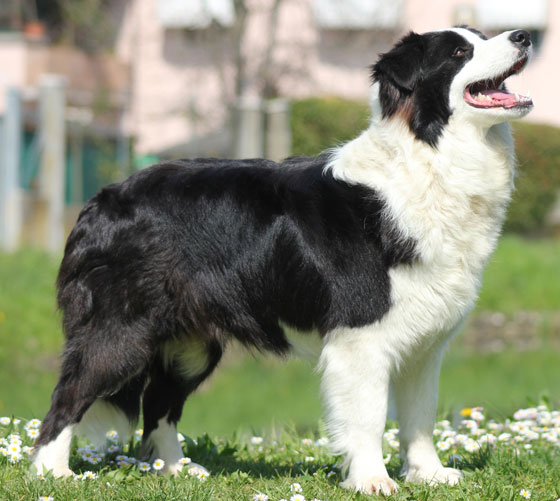 Border collie Naomi