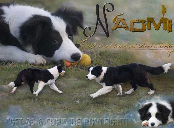 Allevamento_Border_Collie_Naomi