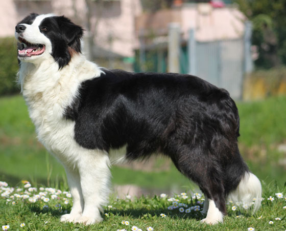 Allevamento Border_collie_Naomi