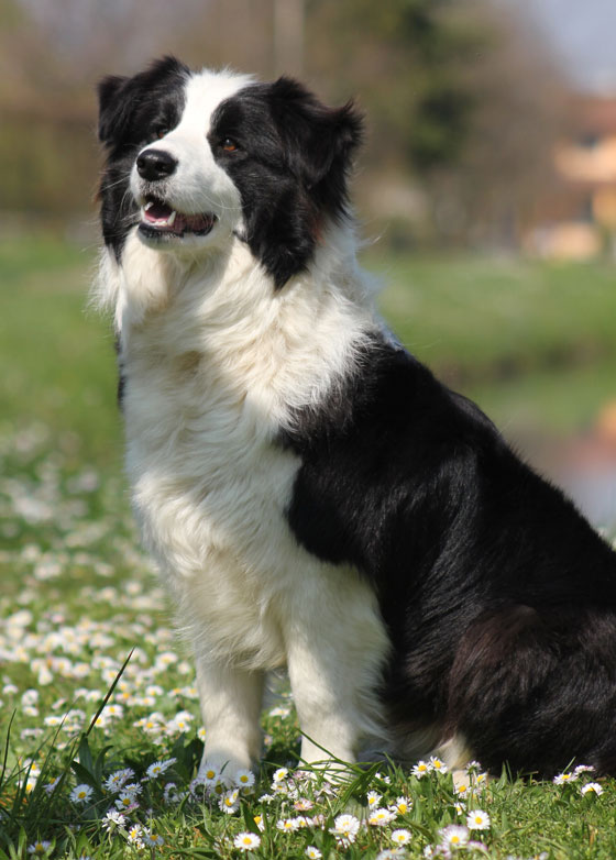 Allevamento Border_collie_Naomi