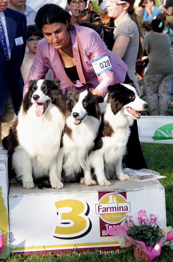 Allevamento_Border_Collie_chi_siamo