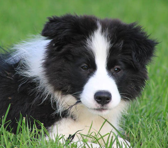 Border collie Brigitte