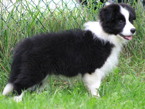 Allevamento_Border_Collie_chi_siamo