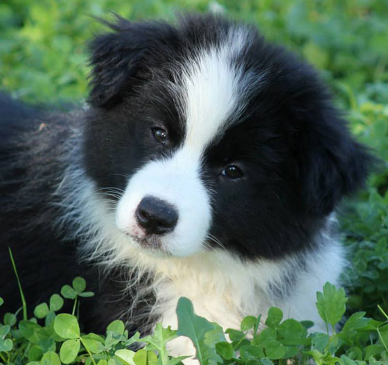 Allevamento Border_collie_Pinky