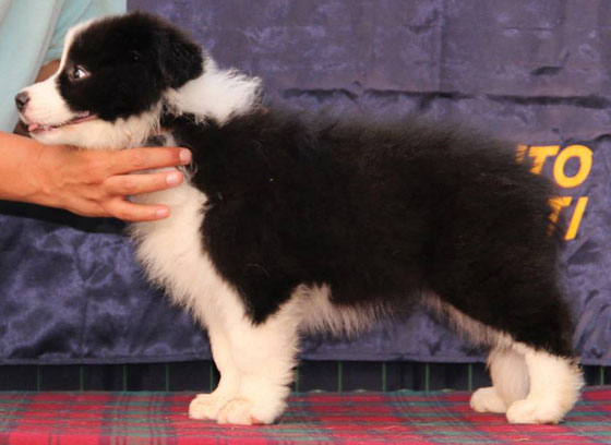 Allevamento Border_collie_Pinky