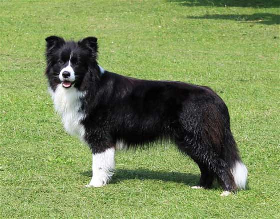 Border_collie_Polly