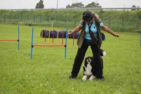 Allevamento_Border_Collie_Polly