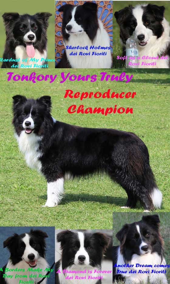 Allevamento_Border_Collie_Polly