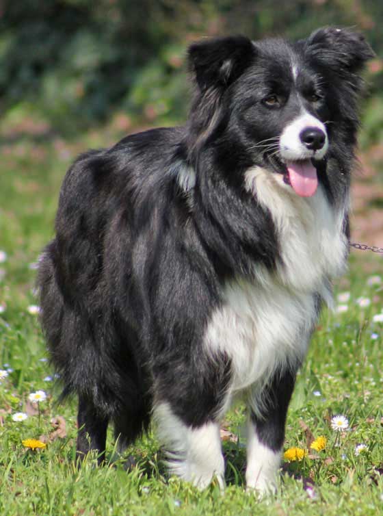 Allevamento_Border_Collie_Principessa