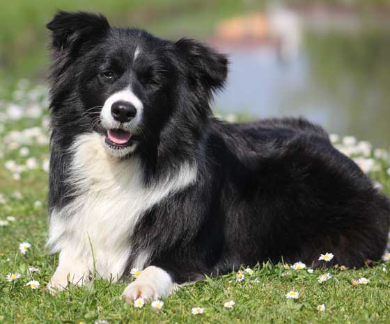 Allevamento_Border_Collie_Principessa