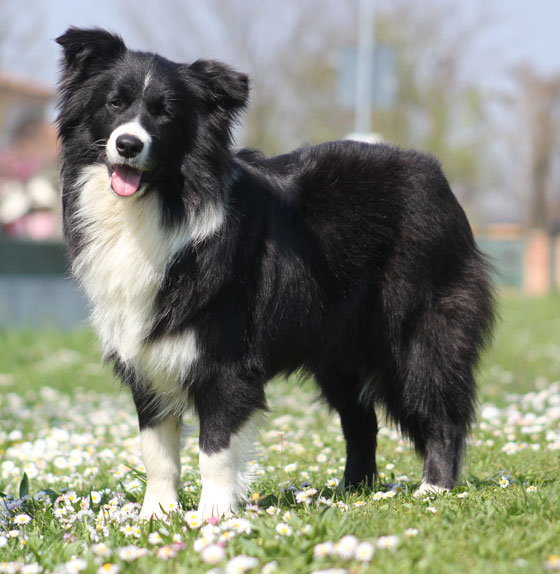 Allevamento_Border_Collie_Principessa