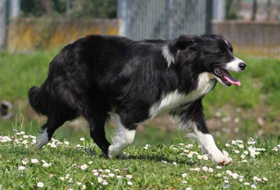 Allevamento_Border_Collie_Principessa