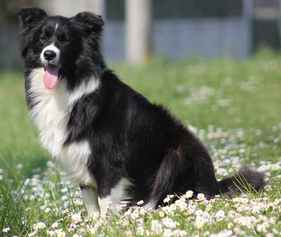 Allevamento_Border_Collie_Principessa