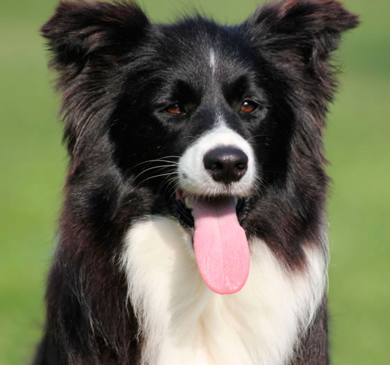 Allevamento_Border_Collie_Principessa