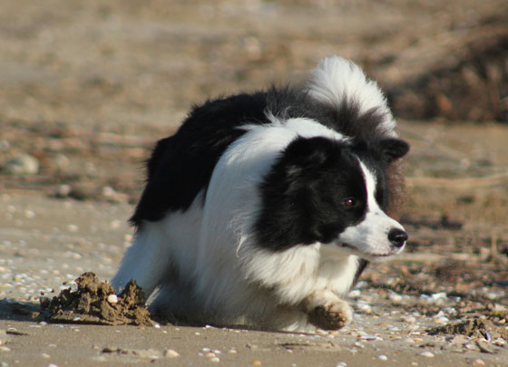 Allevamento_Border_Collie_chi_siamo