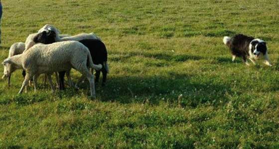 Allevamento_Border_Collie_chi_siamo