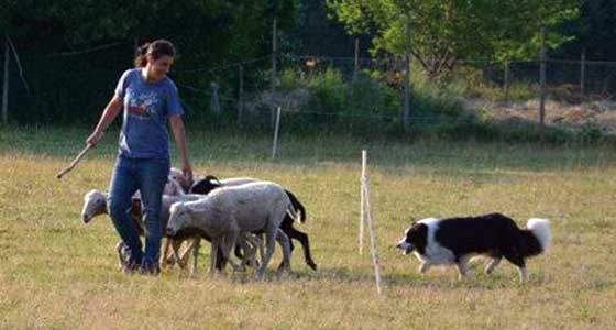 Allevamento_Border_Collie_chi_siamo