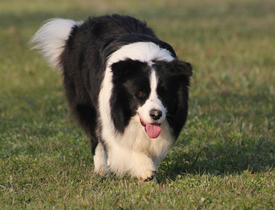 Allevamento_Border_Collie_chi_siamo