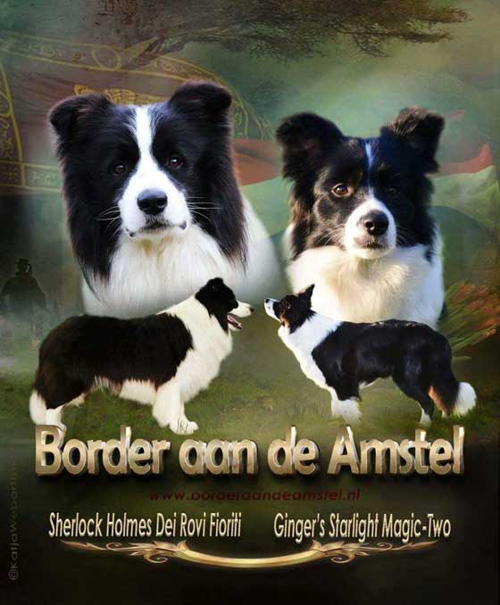 Allevamento_Border_Collie_chi_siamo